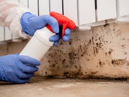 Best Black Mold Removal  in Budd Lake, NJ